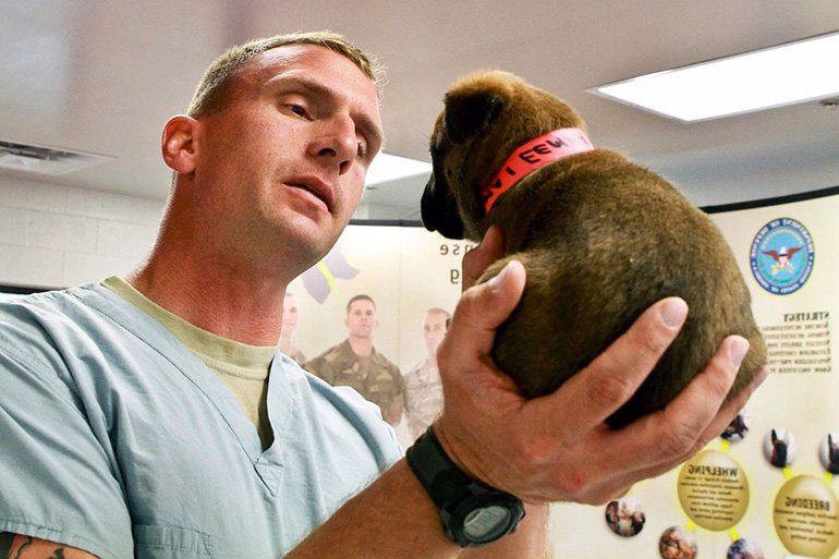 cachorro en el veterinario para la vacunación contra el moquillo