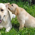 cuidar cachorro labrador
