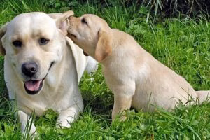 cuidar cachorro labrador
