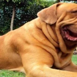 dogo de burdeos