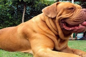 dogo de burdeos