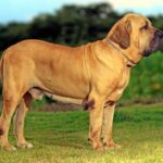 fila brasileiro adulto