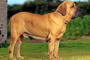 fila brasileiro adulto