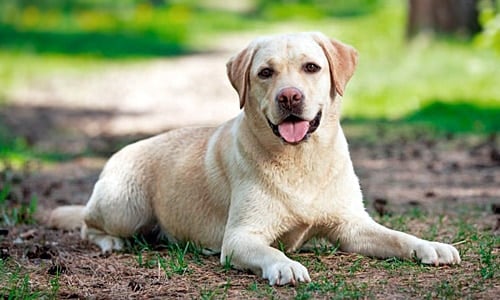 Cuidados del perro Labrador - completa