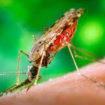 mosquito