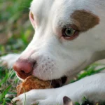 perro comiendo 2