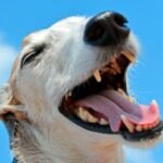perro con alitosis