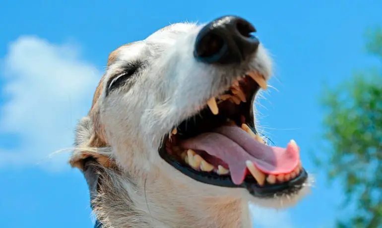 perro con alitosis