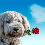 perro con rosa