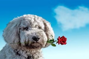 perro con rosa