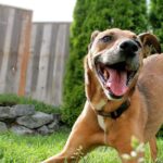 perro contento al vernos