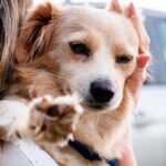 perro en brazos tras la maniobra de Heimlich