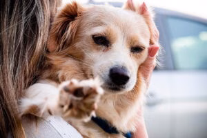 perro en brazos tras la maniobra de Heimlich