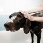 perro en la bañera