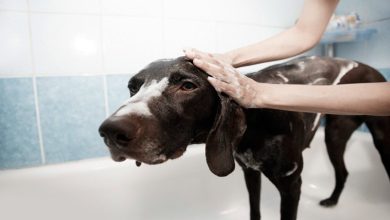 perro en la bañera