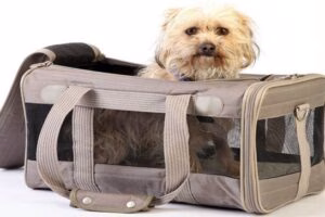 perro en trasportin de tela