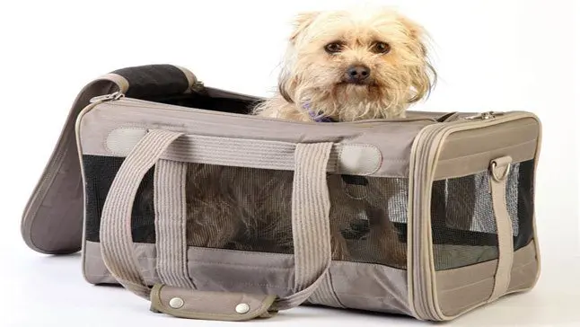 perro en trasportin de tela