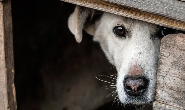 perro escondido