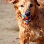 perro junado pelota