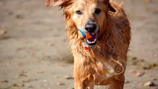 perro junado pelota