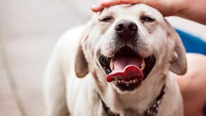 perro labrador