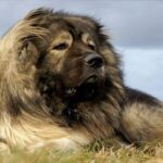 perro pastor caucasico