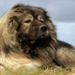 perro pastor caucasico