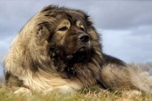 perro pastor caucasico