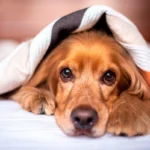 perro reposando bajo una manta