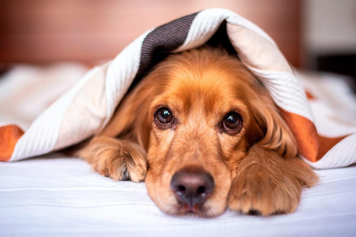 perro reposando bajo una manta