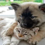 perro y gato2