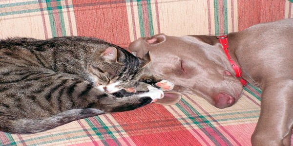 perro y gato durmiendo juntos