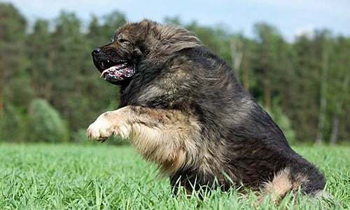 perro de raza caucasica saltando