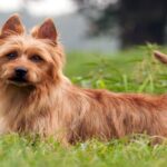 terrier australiano2
