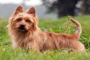 terrier australiano2