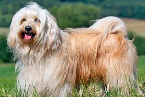 terrier tibetano