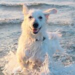 KUVASZ
