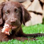cachorro comiendo barf