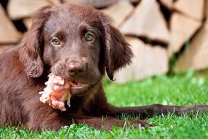 cachorro comiendo barf
