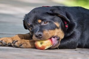cachorro de rottweiler comiendo