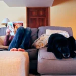 perro dentro de casa