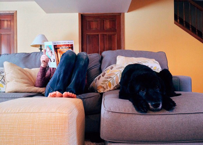 perro dentro de casa