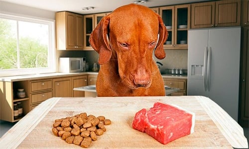 chien choisissant entre viande et nourriture