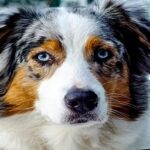 perro pastor australiano