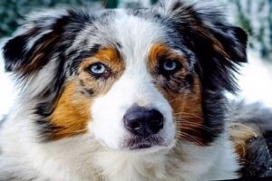 perro pastor australiano