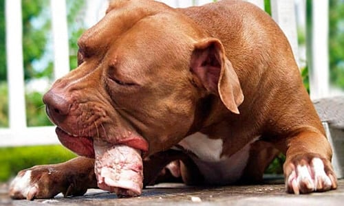 pitbull comiendo un hueso