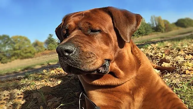 tosa inu perro
