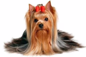 yorkshire terrier adulto