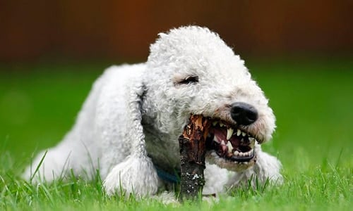 Bedlington Terrier comiendo un palo