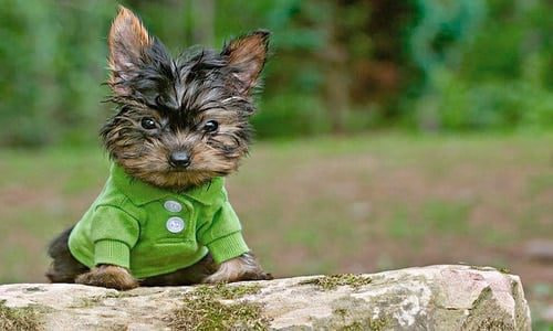 Yorkshire terrier con ropa